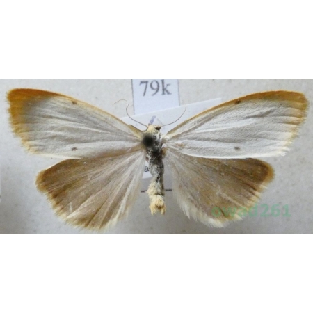 Cybosia mesomella (Linnaeus, 1758) Łada dwukropka Czech79k